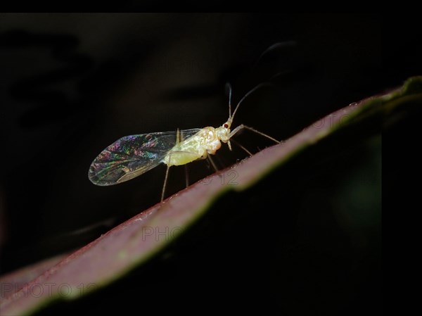 Yellow dark-veined birch aphid (Calaphis flava)