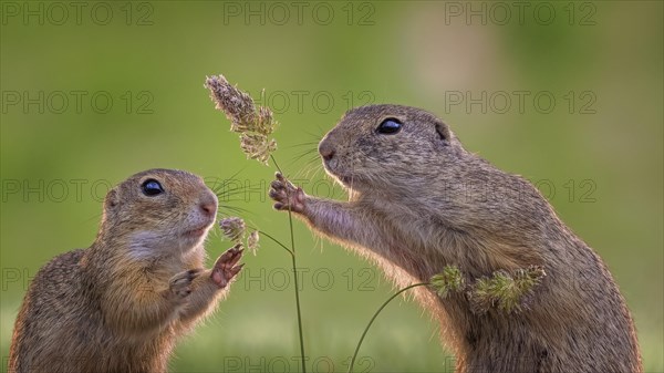 European ground squirrel (Spermophilus citellus) collecting grass seeds