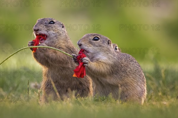 European ground squirrel (Spermophilus citellus) feeding on poppy flowers