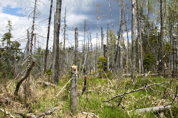 Flooded forest