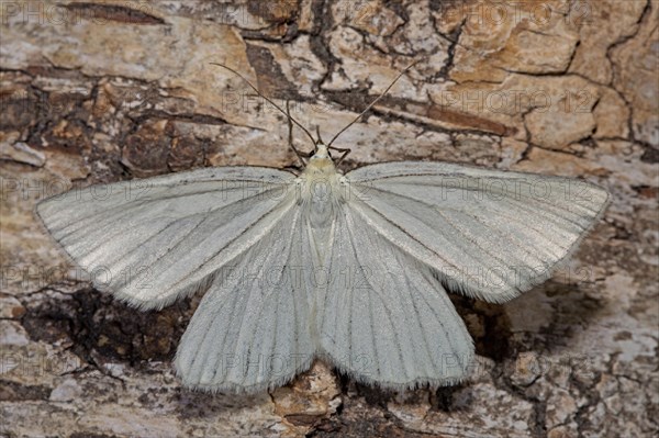 Black-veined moth (Siona lineata)