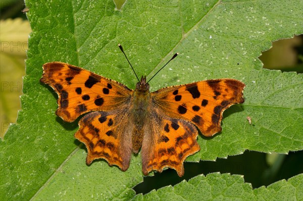 Comma (Polygonia c-album)