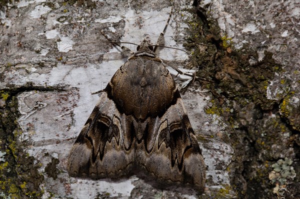 Yellow bands under the wing (Catocala fulminea)