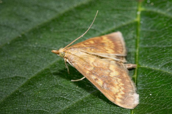 European corn borer (Ostrinia nubilalis)