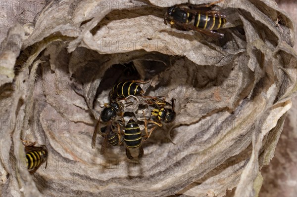 Median wasp (Dolichovespula media)