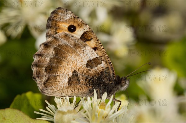 Hermit (Chazara briseis) butterfly