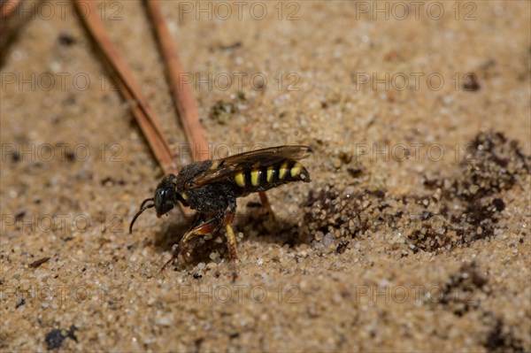 Small-scale (Oxybelus argentatus) sympatric digger wasp