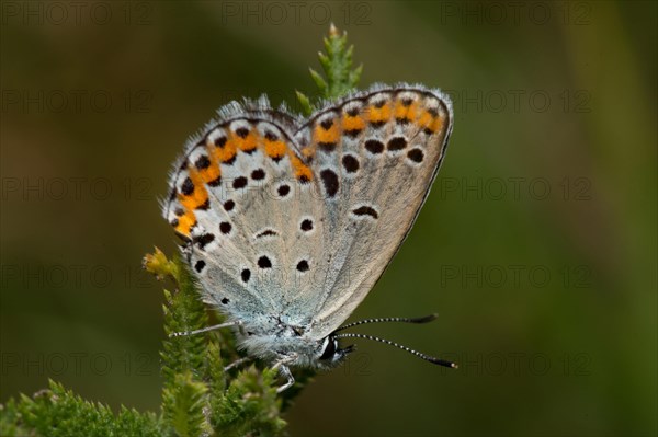 Reverdin's (Plebejus argyrognomon) blue