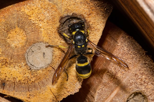 Mason wasp