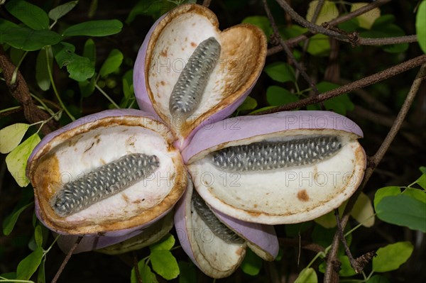 Chocolate (Akebia quinata) vine