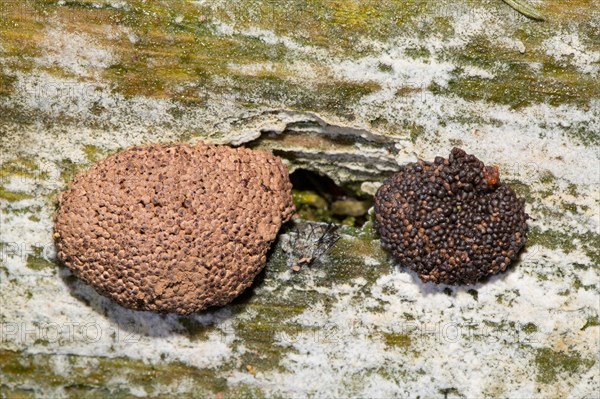 Slime mold (Tubifera ferruginosa)