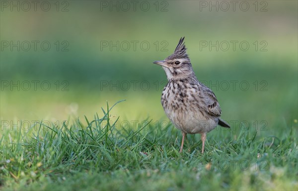 Crested lark (Galerida cristata)