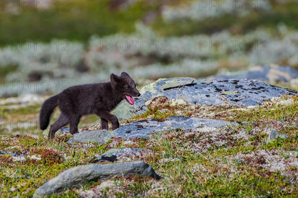 Arctic fox (Vulpes lagopus)