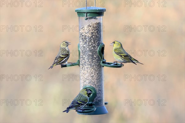 Eurasian siskins (Spinus spinus) male and female