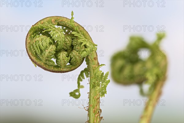 Fern frond