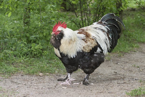 German salmonDomestic Chicken (Gallus gallus domesticus)