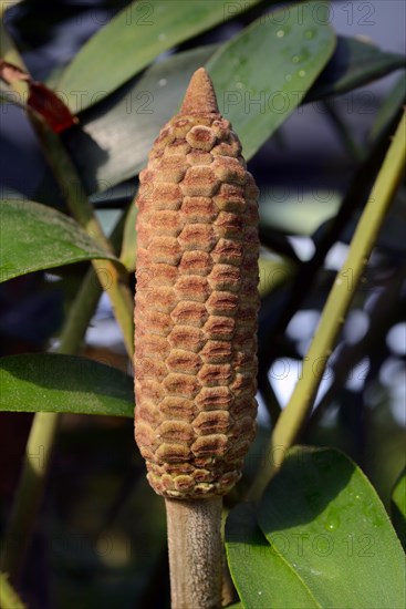 Zamia furfuracea