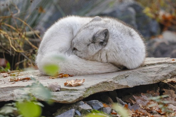Arctic Fox or Polar Fox (Alopex lagopus)