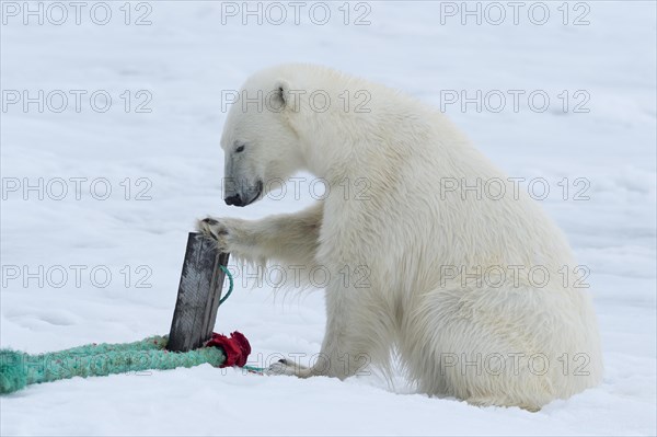 Polar bear (Ursus maritimus) inspects rope and mast holding expedition ship