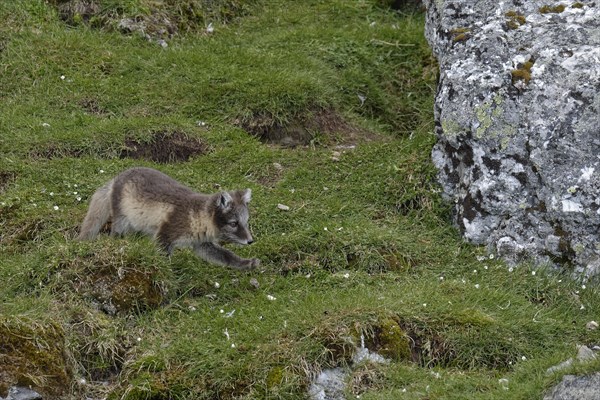 Young Arctic fox (Vulpes lagopus)