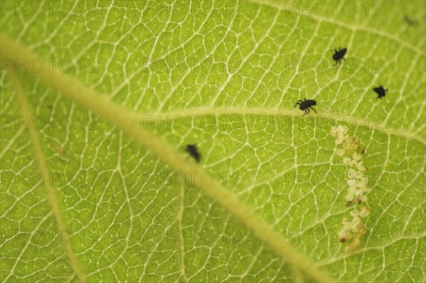 Ladybird (Coccinellidae) and eggs