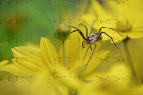 Nursery spider (Pisaura mirabilis) on tick seed (Coreopsis verticillata)