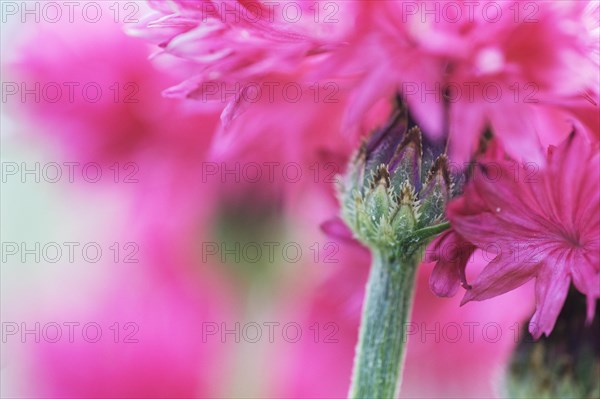 Red cornflower (Centaurea cyanus)