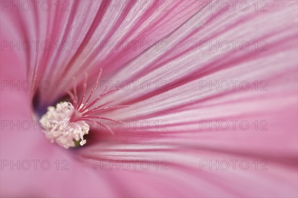 Annual mallow (Lavatera trimestris)