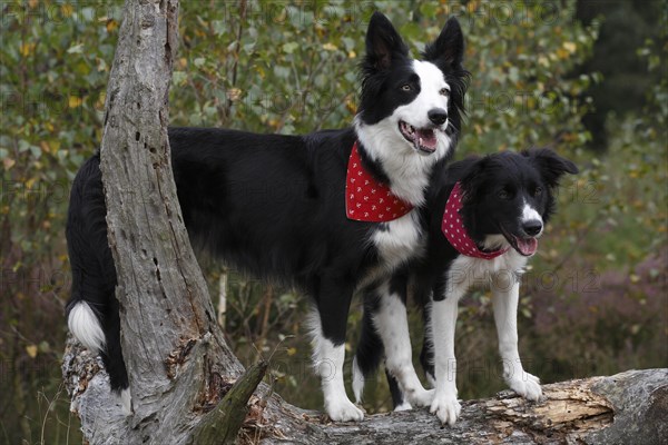 Border Collies