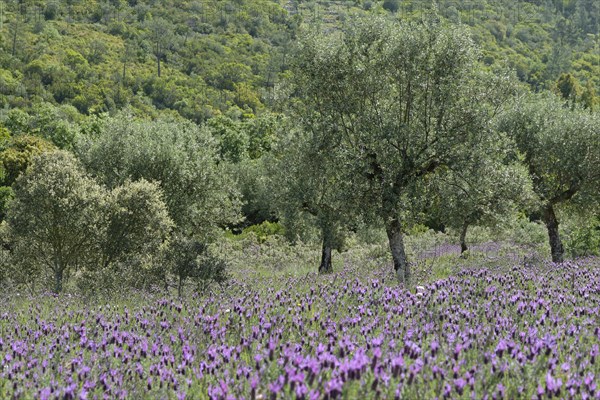 Olive grove (Olea europaea) with lavender (Lavandula stoechas)