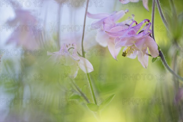 Columbine (Aquilegia vulgaris)