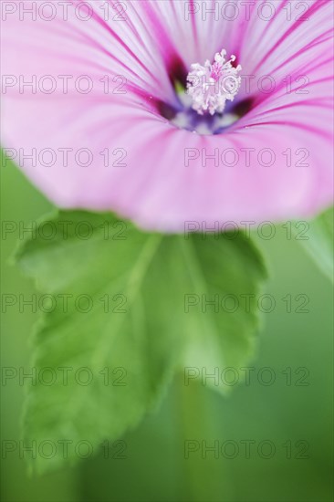 Cup mallow (Malva trimestris)