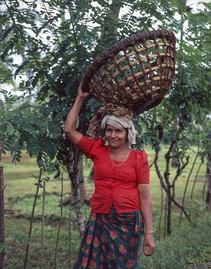 Coconut collecting woman holding a basket on head