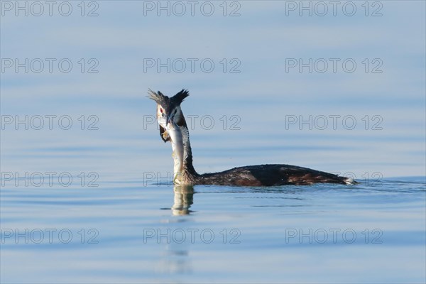 Great Crested Grebe in splendid dress with fish in beak