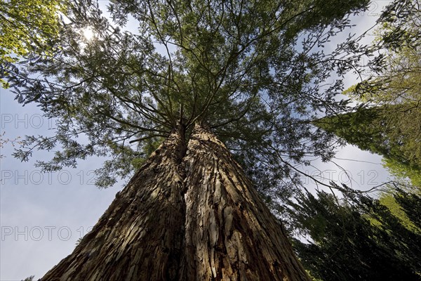 Giant sequoia (Sequoiadendron giganteum)