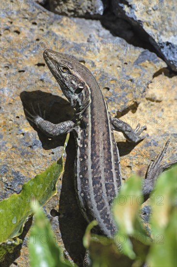 Female Gallotia galloti (Gallotia galloti palmae) El Paso