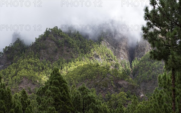 Canary Island pine (Pinus canariensis) Parque Nacional de la Caldera de Taburiente