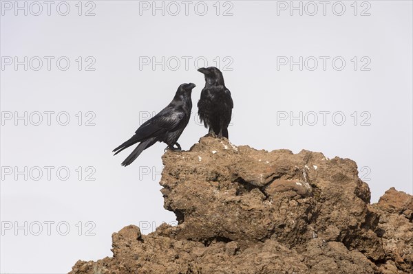 Common raven (Corvus corax) Northern Raven