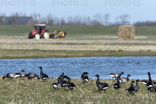 Brent geese or Brant Geese (Branta bernicla)