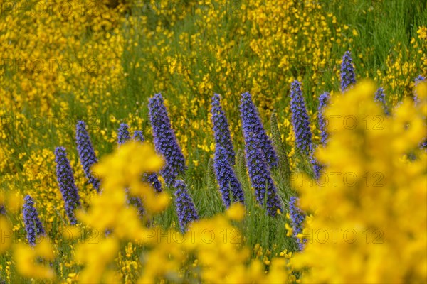 Echium candicans