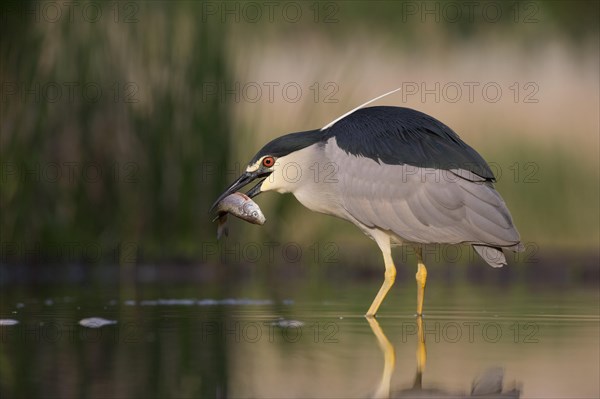 Black-crowned night heron (Nycticorax nycticorax)