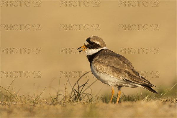 Ringed plover (Charadrius hiaticula)