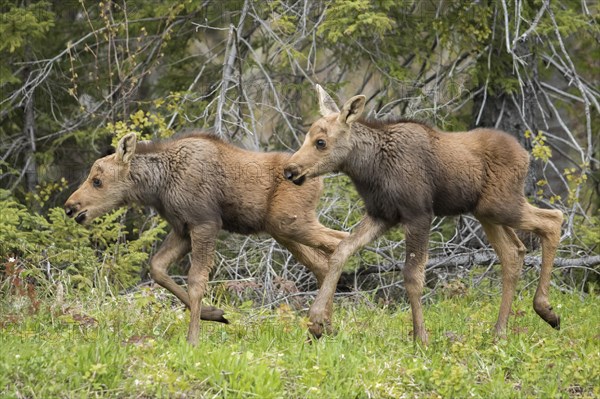 American elk