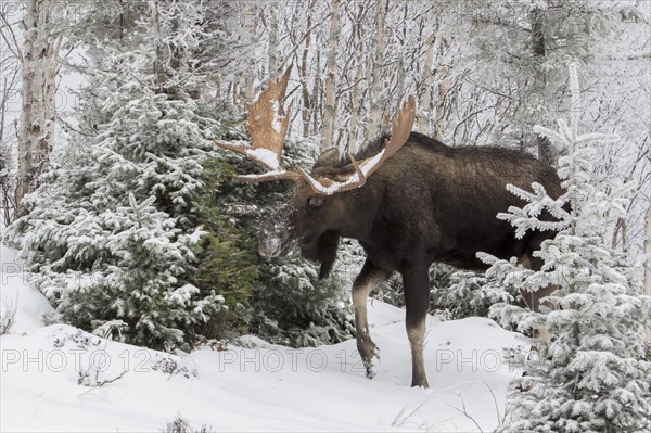 Dominant elk bull that feeds on balsam fir in late autumn