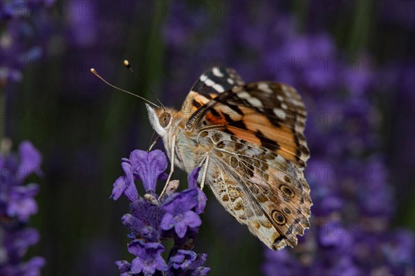 Painted lady (Vanessa cardui)