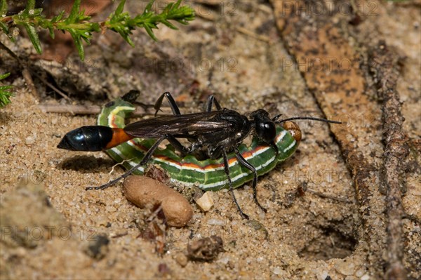 Red-banded sand wasp (Ammophila sabulosa)