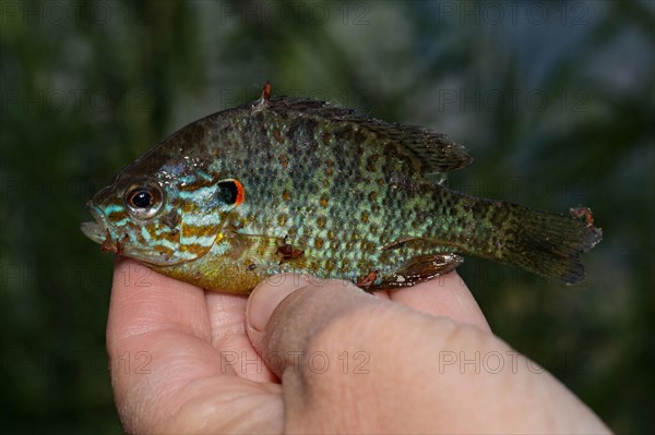 Common pumpkinseed sunfish (Lepomis gibbosus) in hand