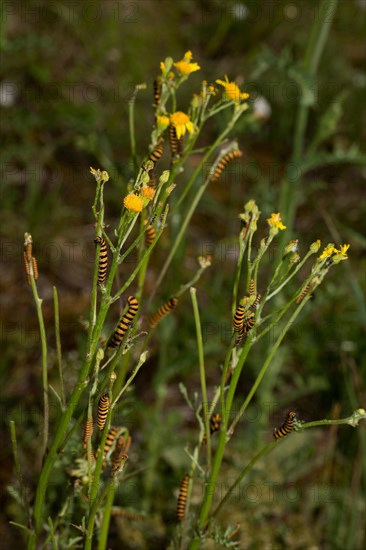 Cinnabar Moth (Tyria jacobaeae)