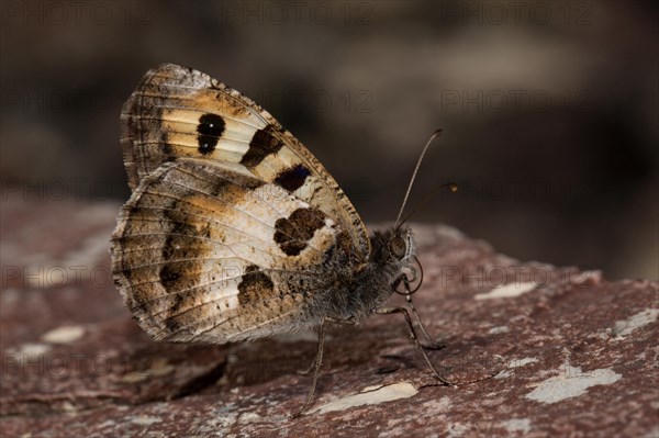 Hermit (Chazara briseis) butterfly