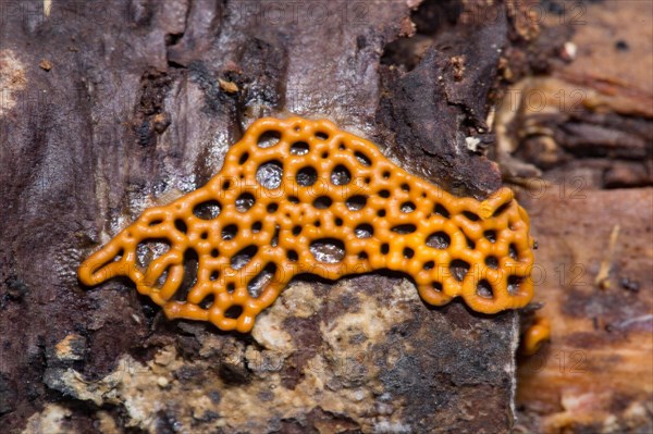 Slime Mould (Hemitrichia serpula)